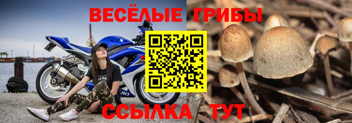 Алексин  Псилоцибиновые грибы Psilocybine cubensis  Галлюциногенные грибы GOLDEN TEACHER  Вход с VPN 